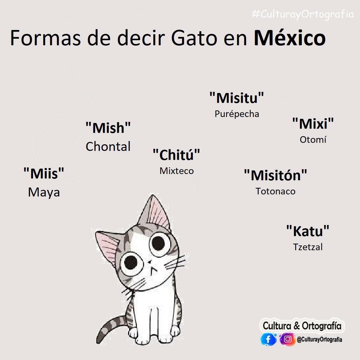 Cómo se dice Gato en Maya