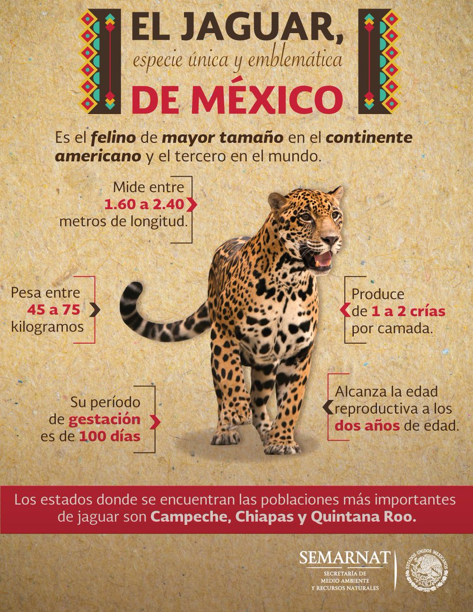 Cómo se dice Jaguar en Maya